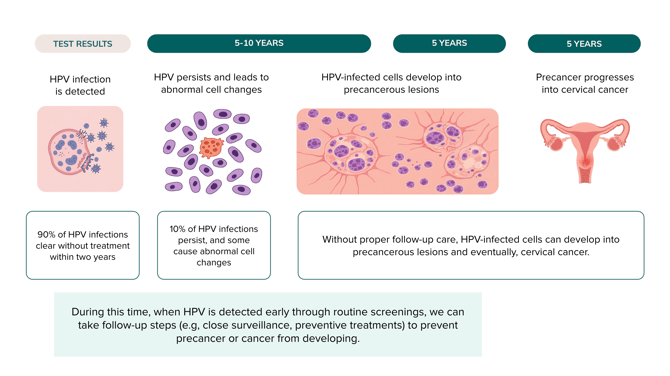 HPV-timeline