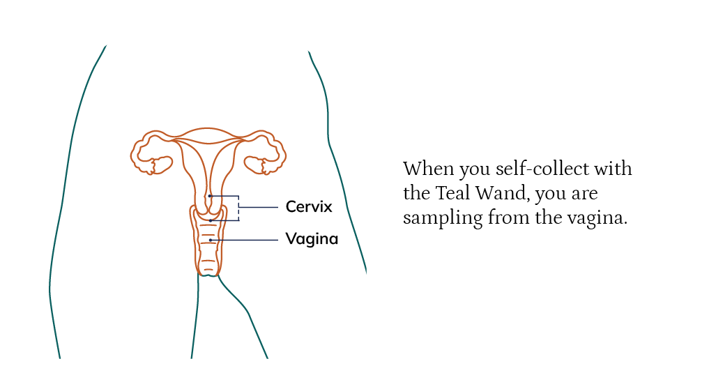 Teal Reproductive FAQ Image